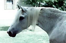 Lithgow Wishnik showing his neck and head in profile from near-side